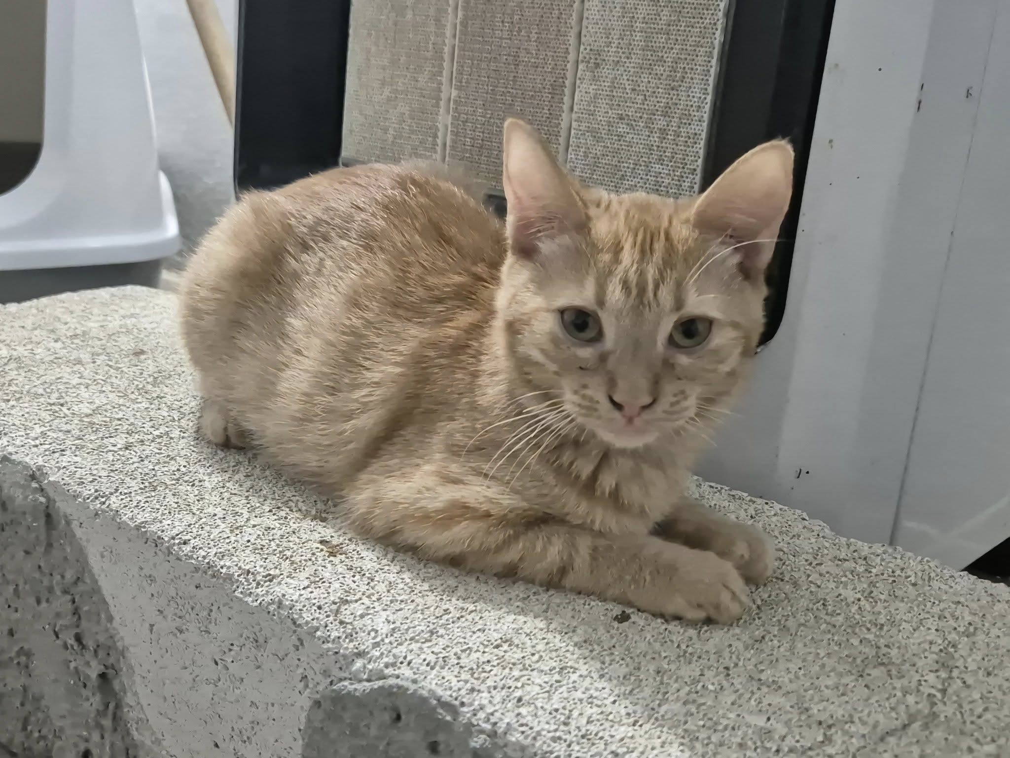 Kätzin Sonny