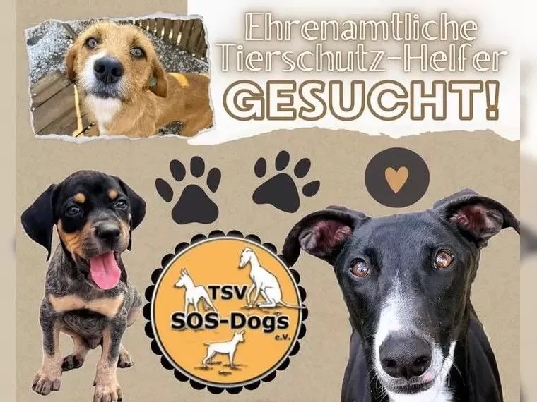 SOS-Dogs e.V. sucht Helfende!