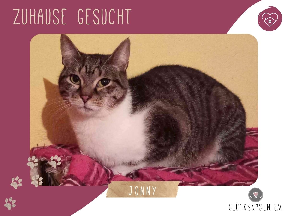 Jonny wünscht sich ein Zuhause