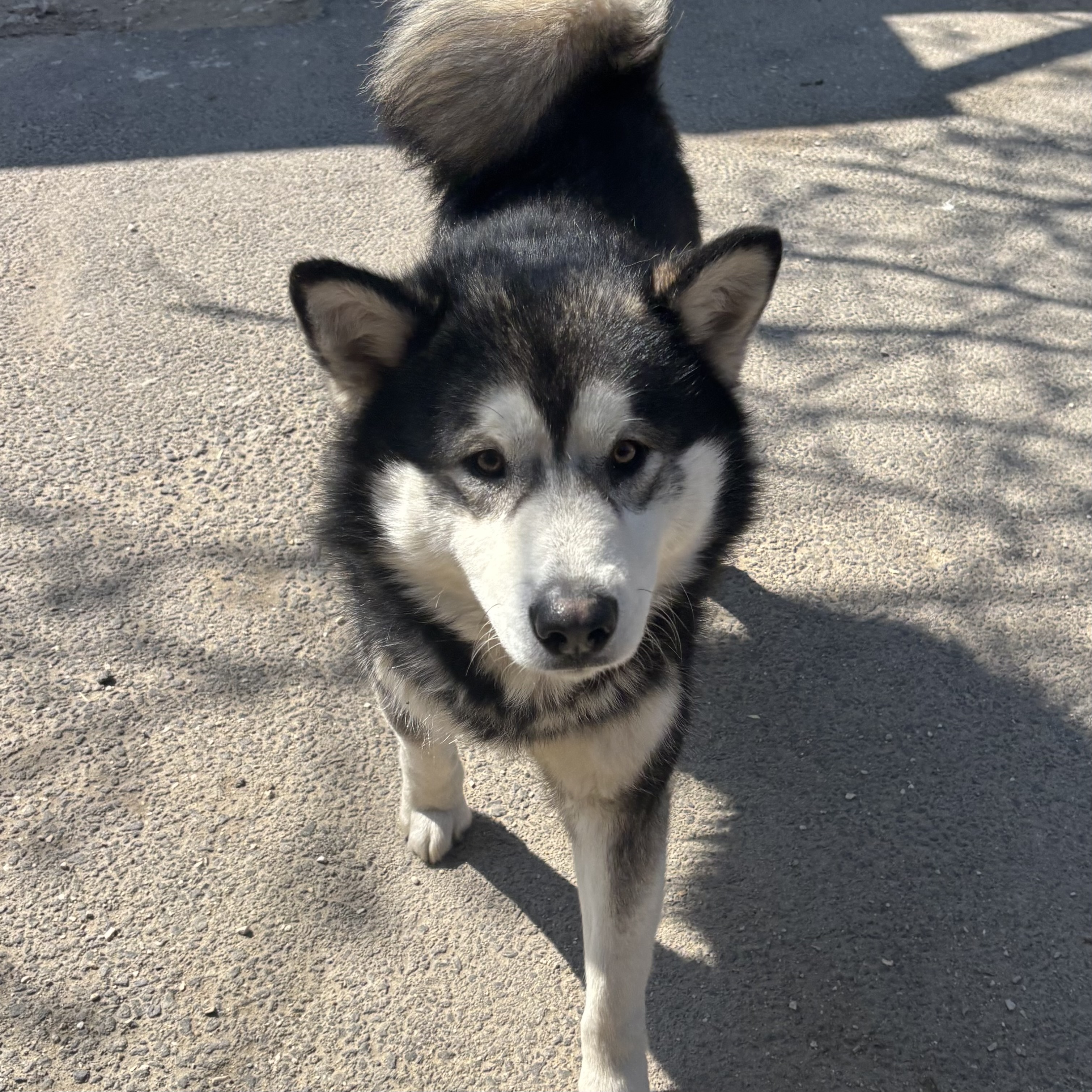 Kenai