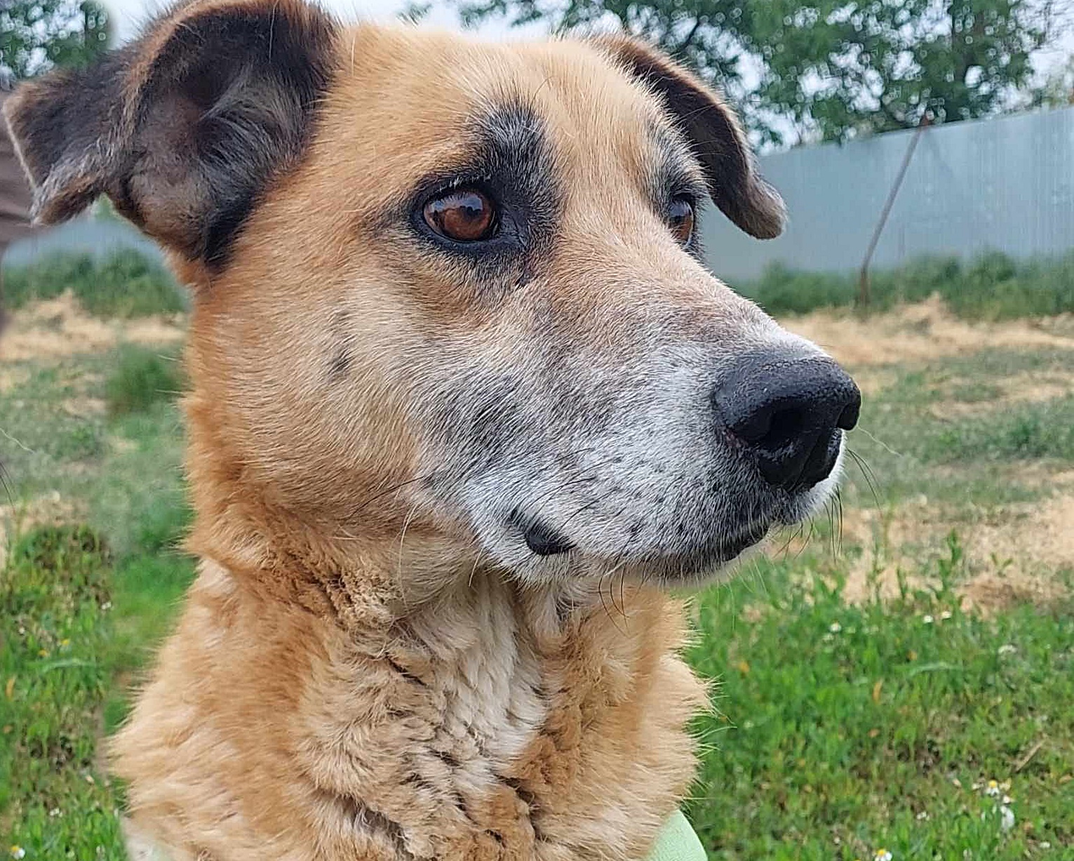Janosch, freundlich und lieb