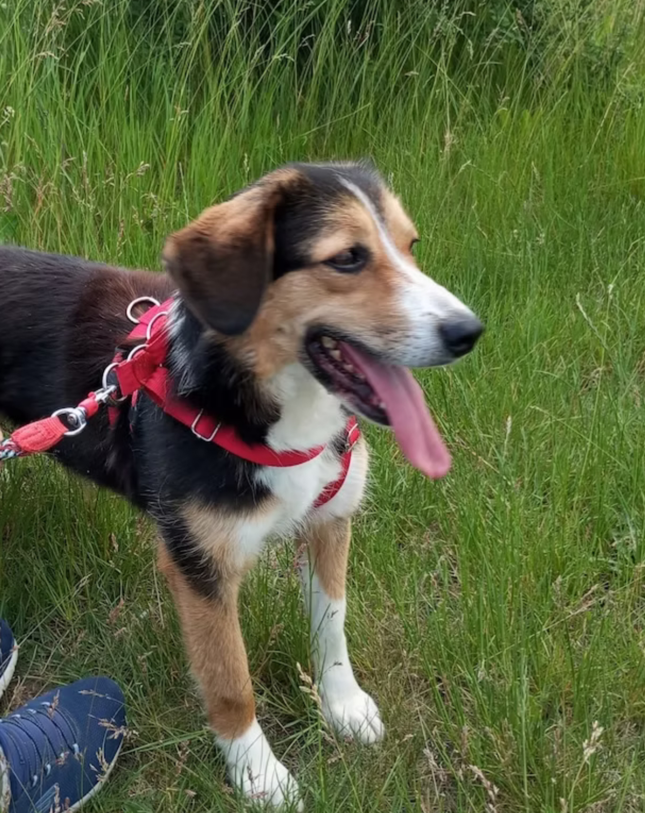 Heidi