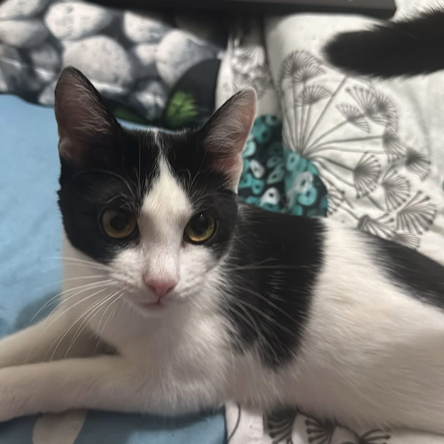Purrlock Holmes 🐈🐾
