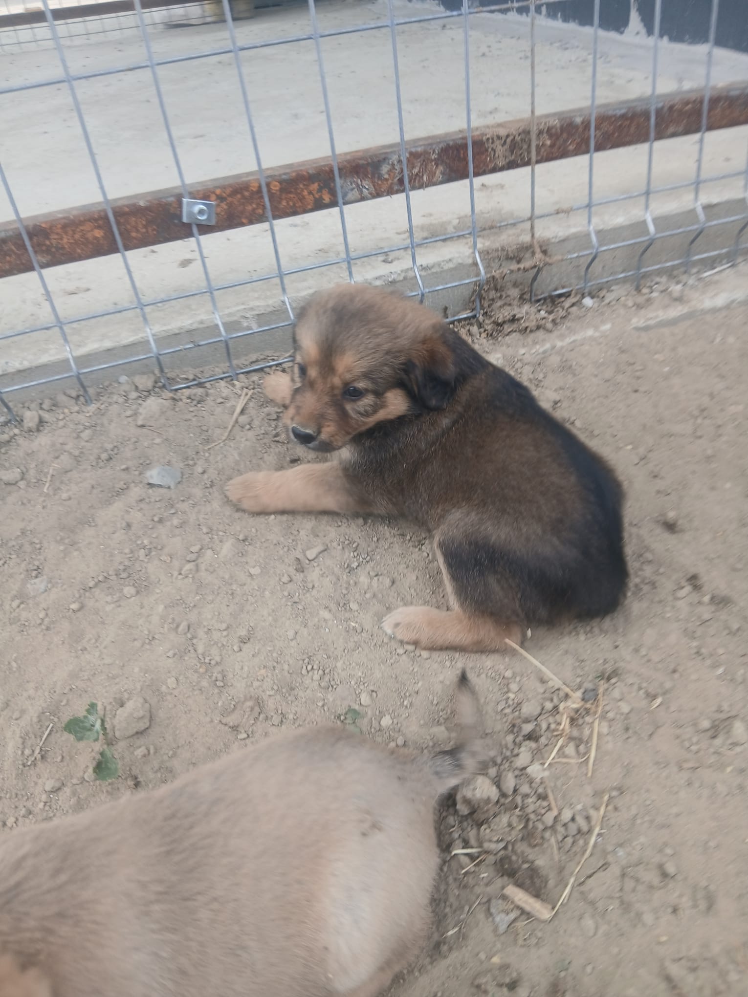 Isolde 🐕