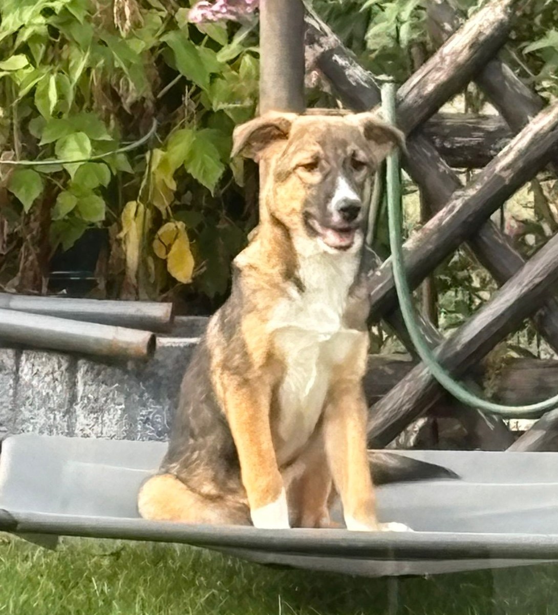 Divo