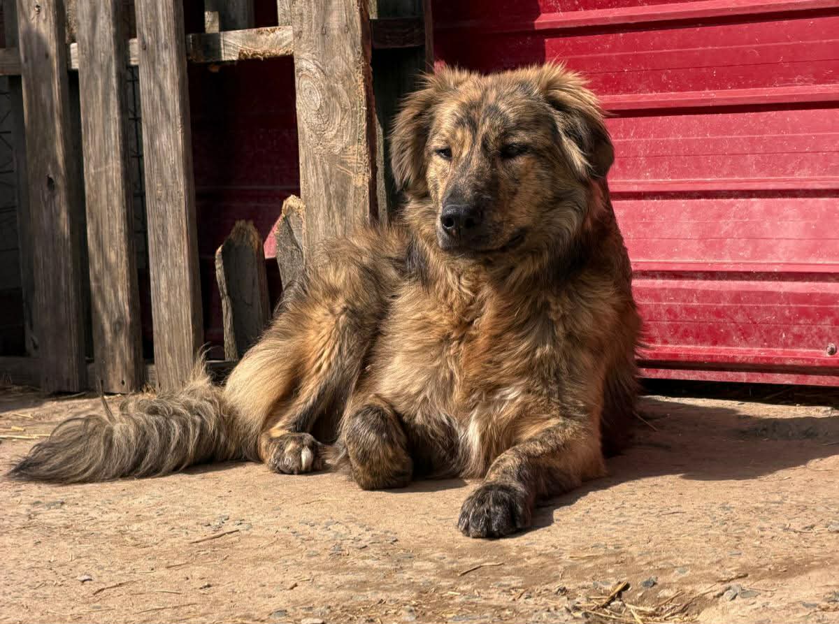 Toni🐾junger Rüde