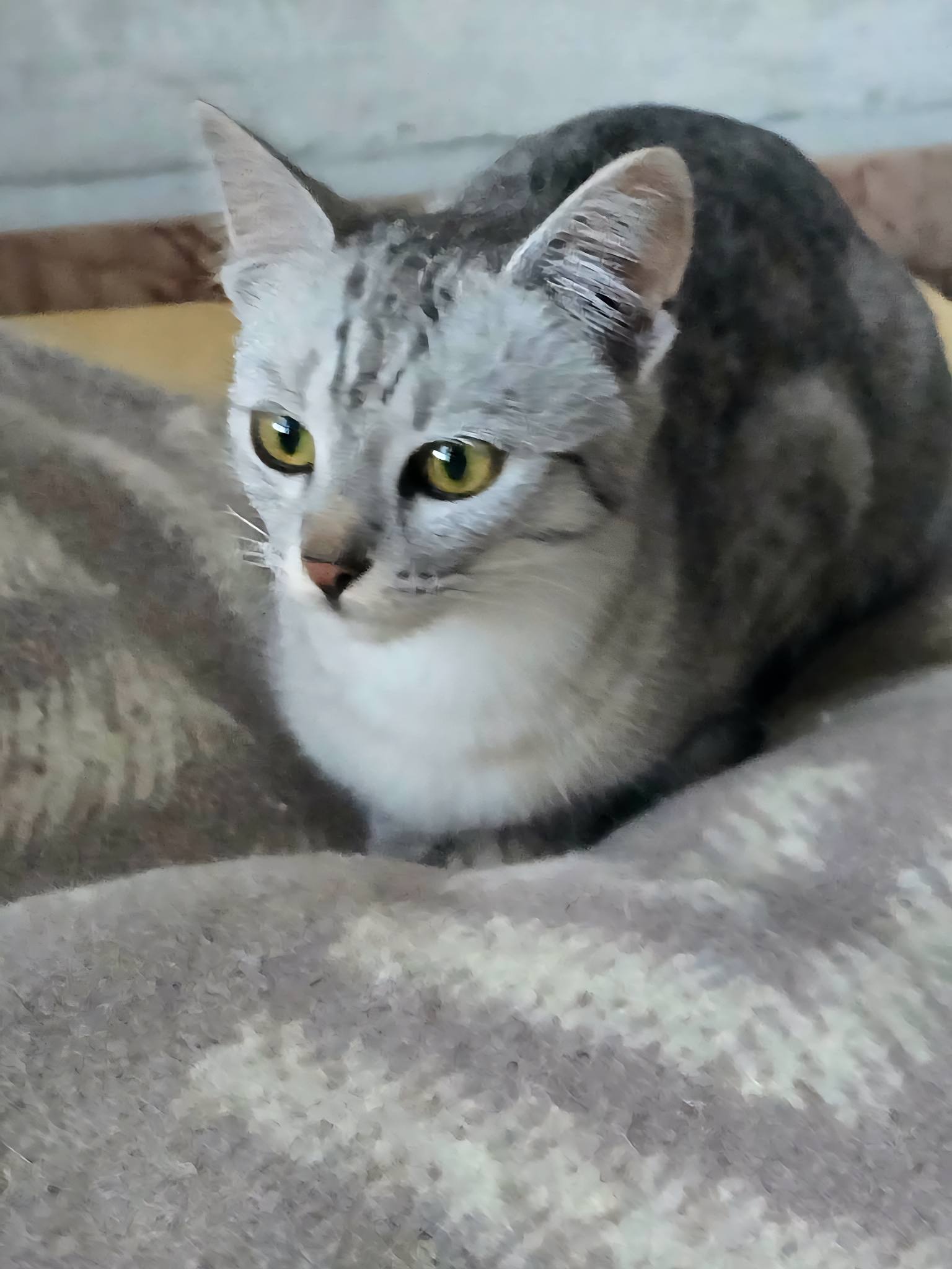 Silver ❤️