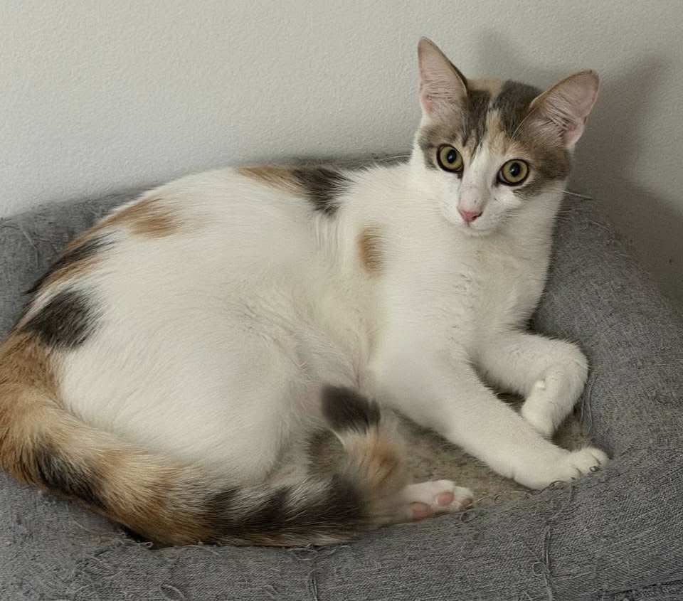 Asteri