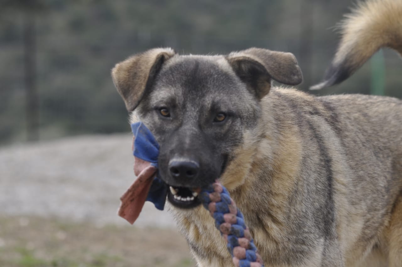 Santos