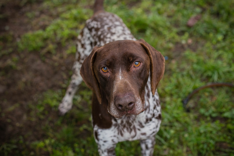 Vasko