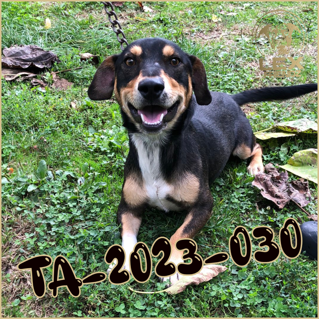 TA-2023-030