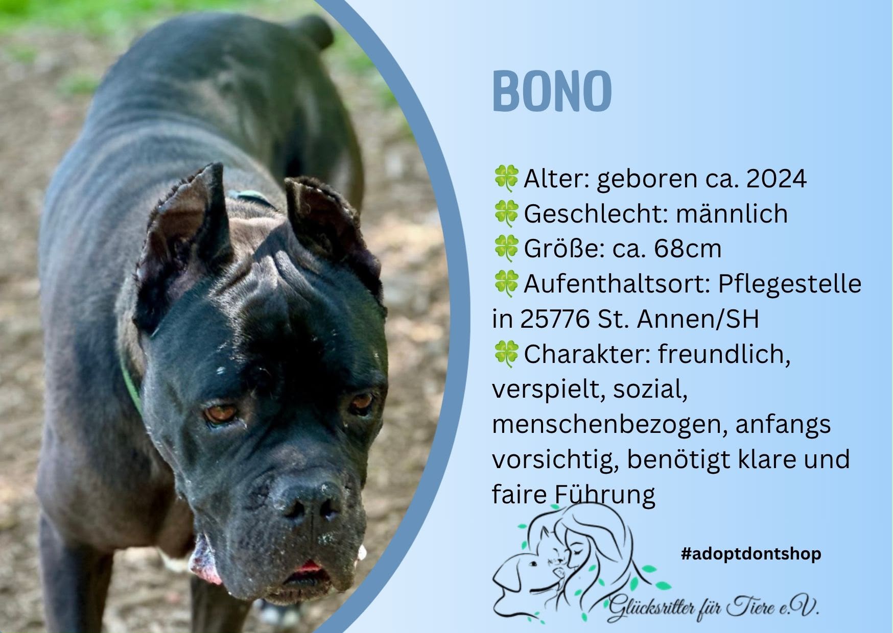 🐶Besonderer Bono sucht Glück🐶