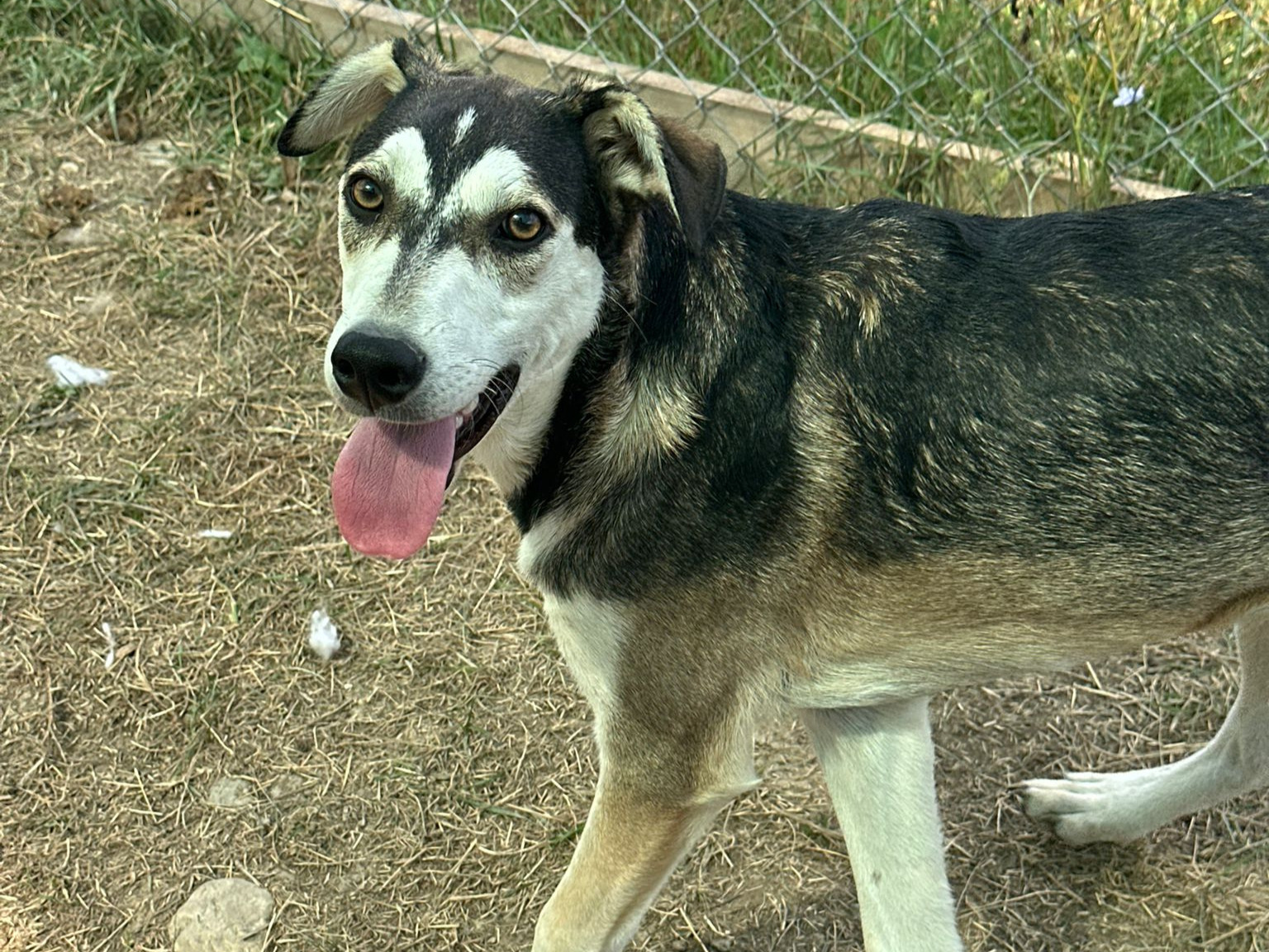 🌞 Verspielter Welpe Neo 💙🐶