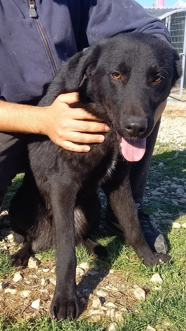 Zorro