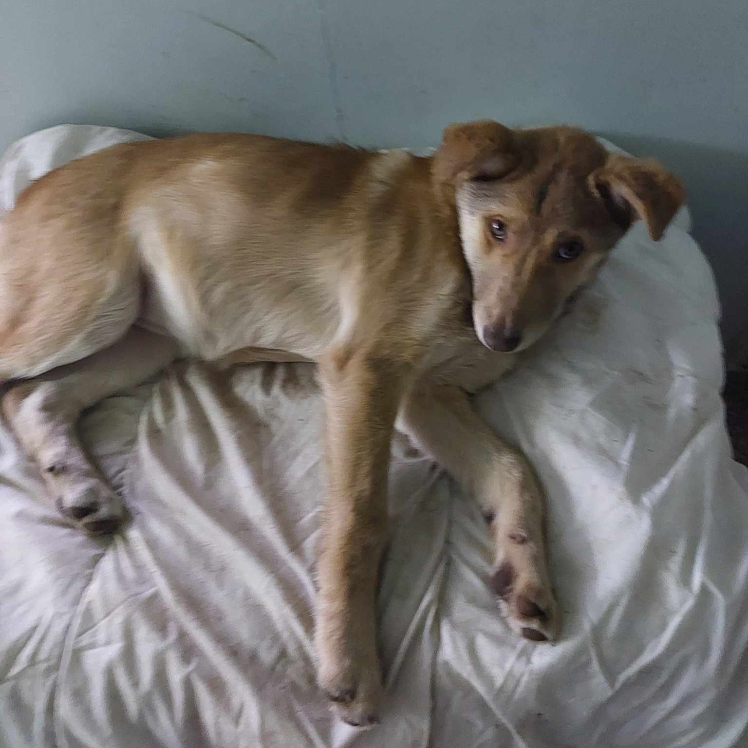 bezaubernde Hundedame Vera