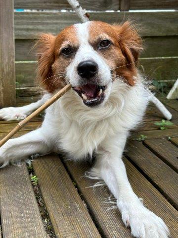 Simba