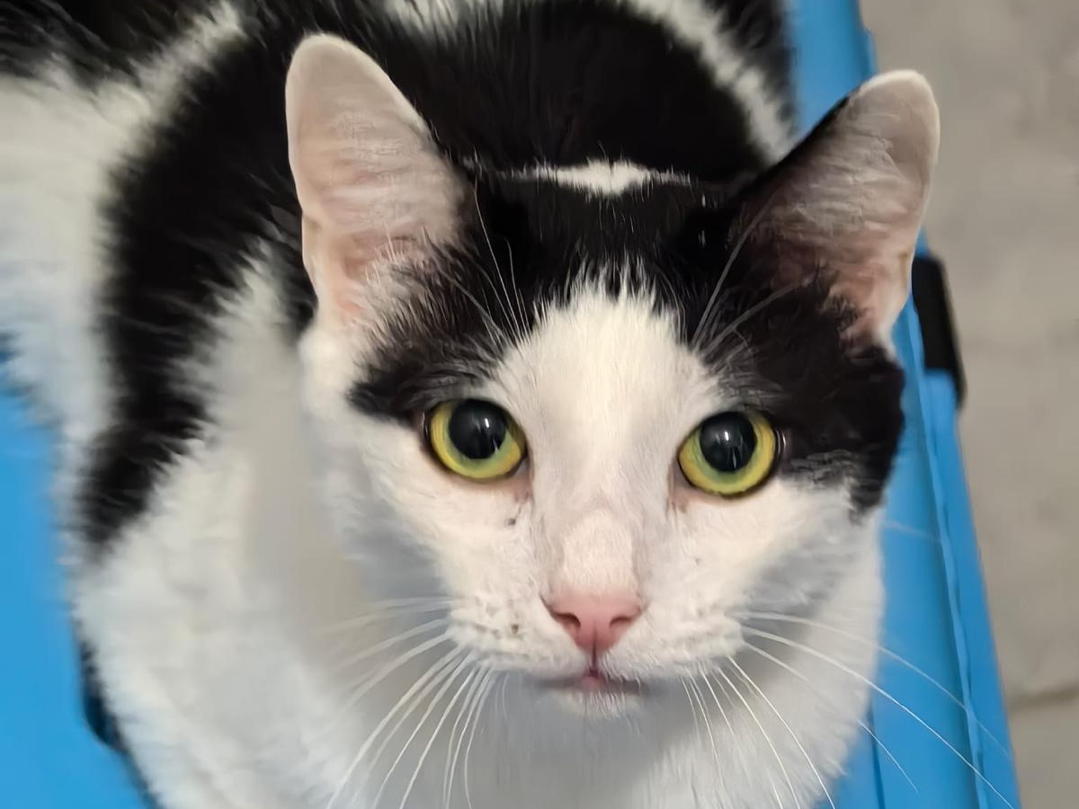 😸 Plauderkater Oreo 💛