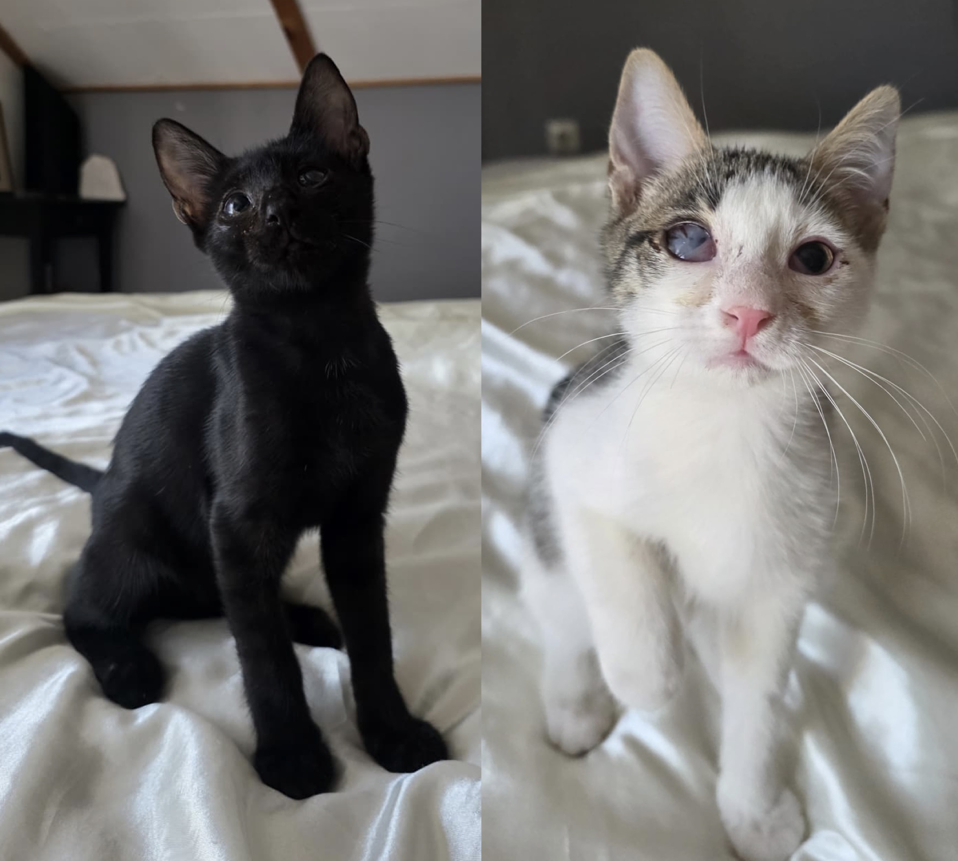Maja & Majo