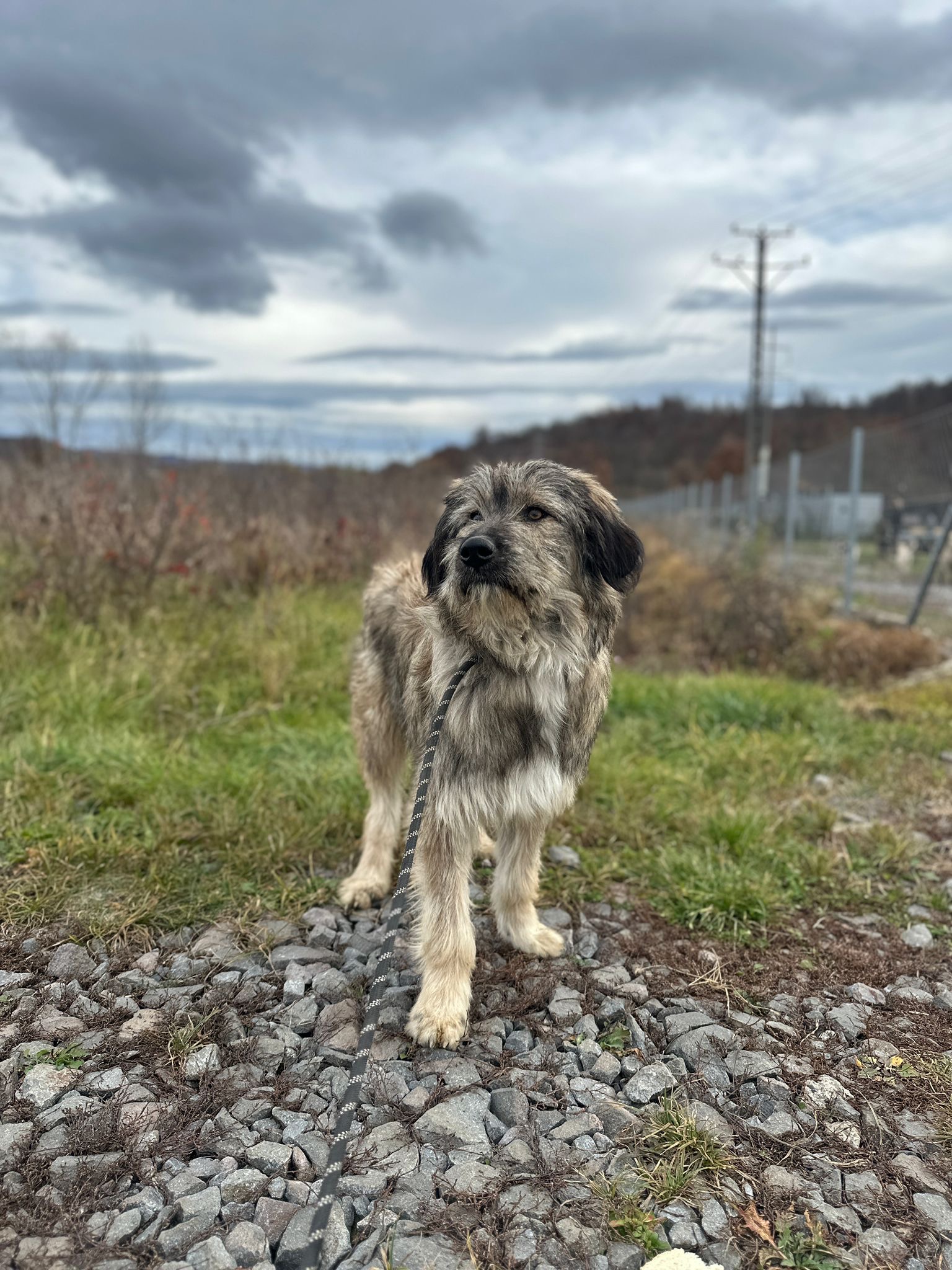 Alford 🐾🐕
