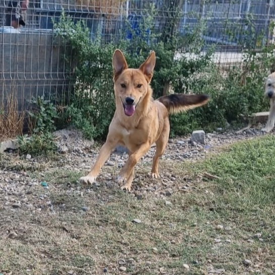 Emilio 🐾