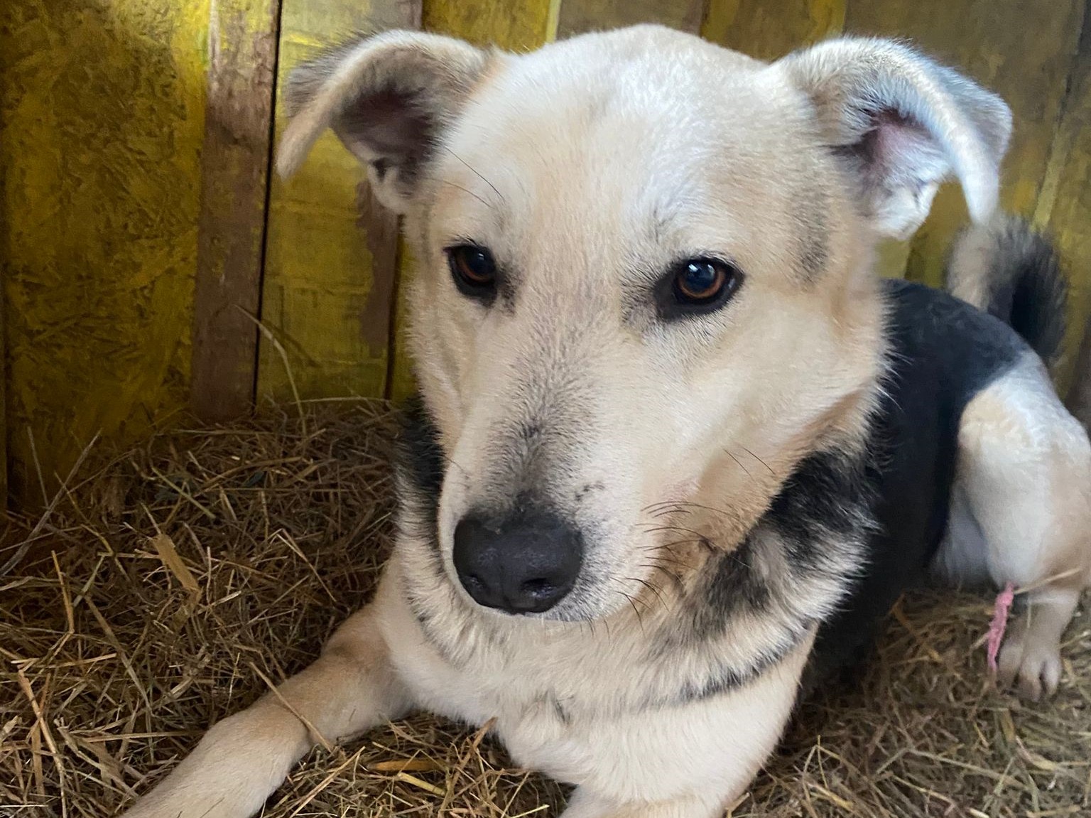 🆘️❣️Piran leidet im Shelter🆘