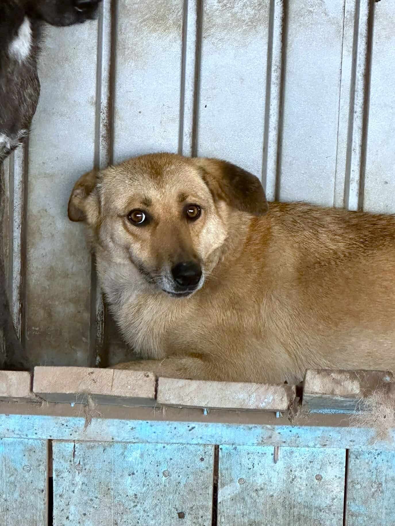 Lilly leidet sehr im Shelter