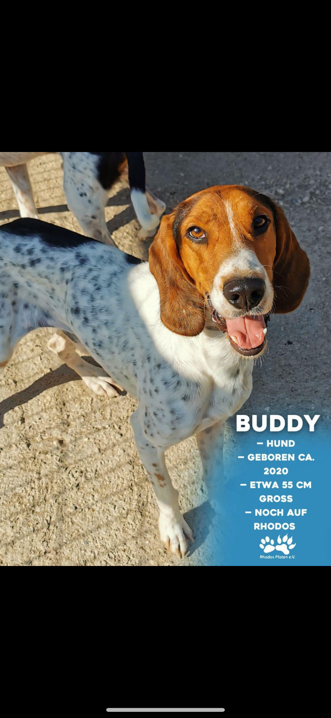 Buddy