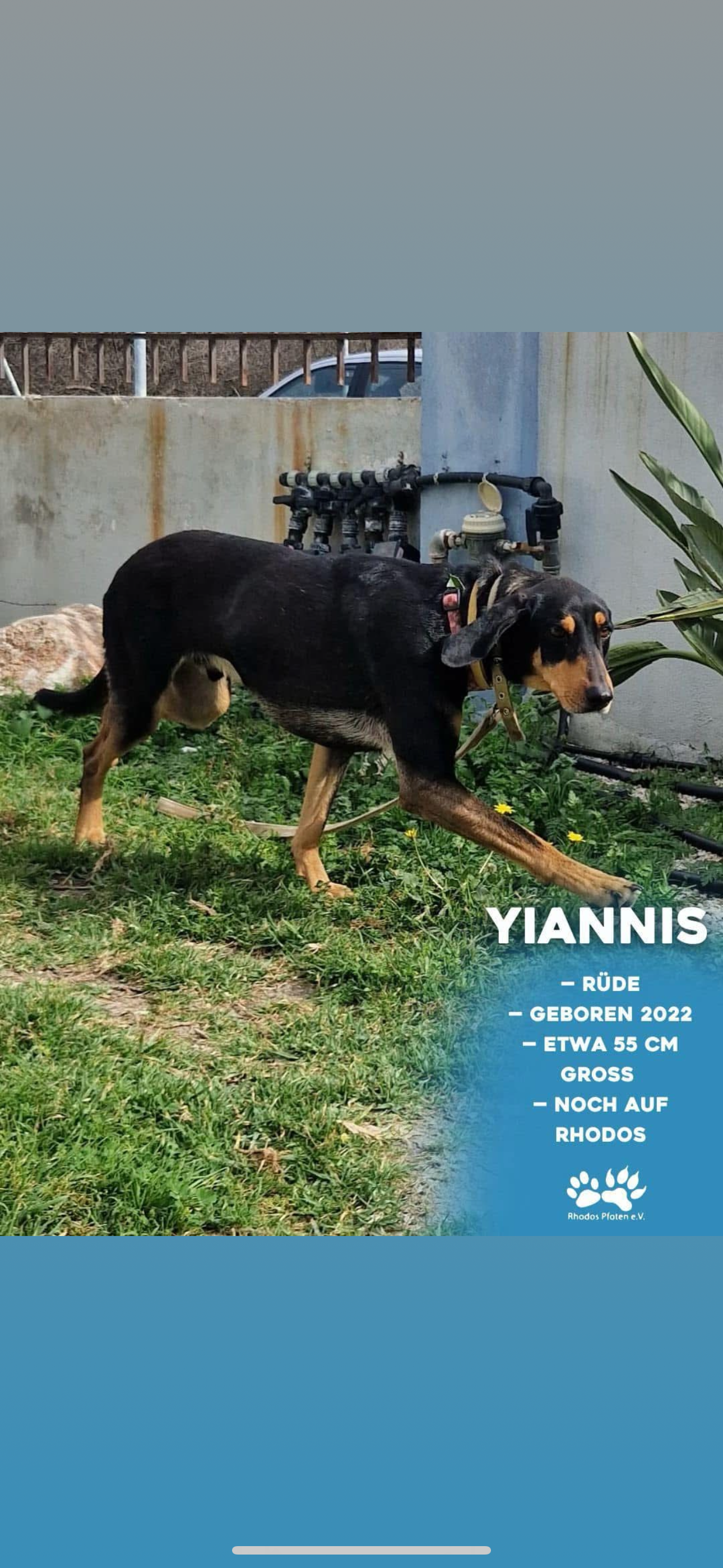 Yiannis