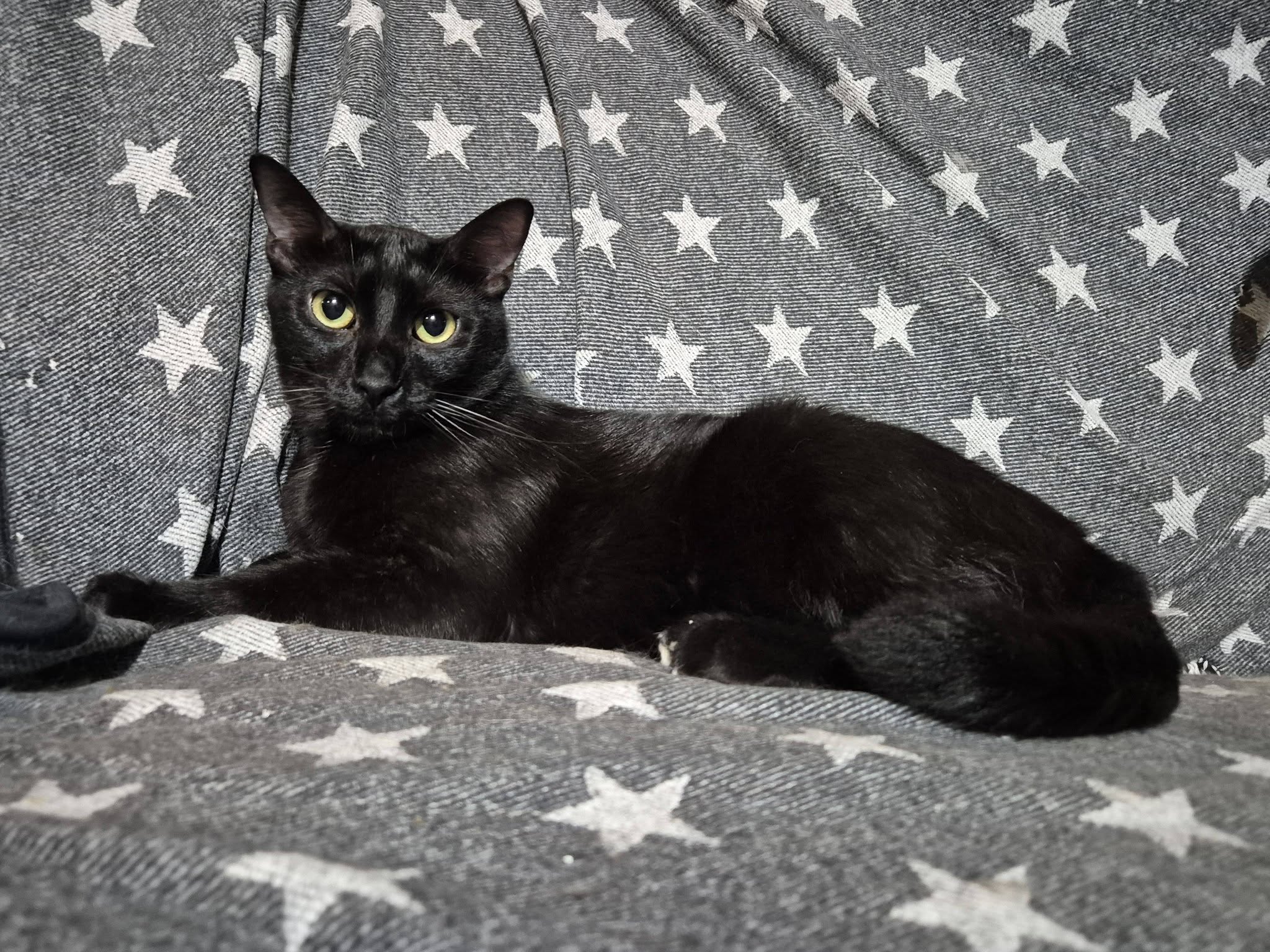Kater 222836