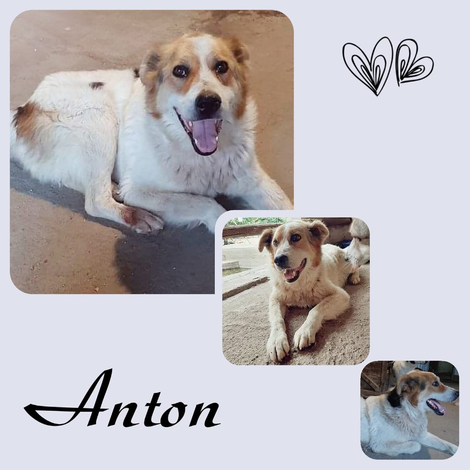 Anton
