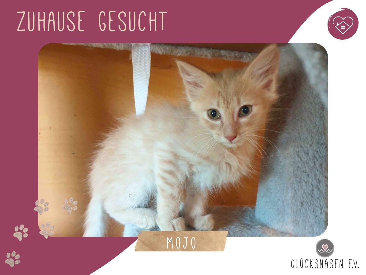 Mojo sucht sein Körbchen