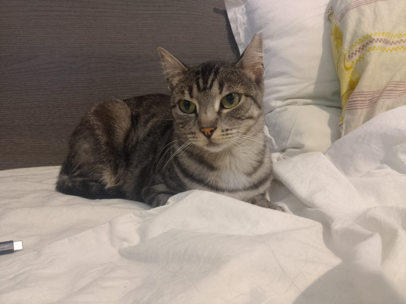 🐱⭐Stella sucht ruhiges Zuhause