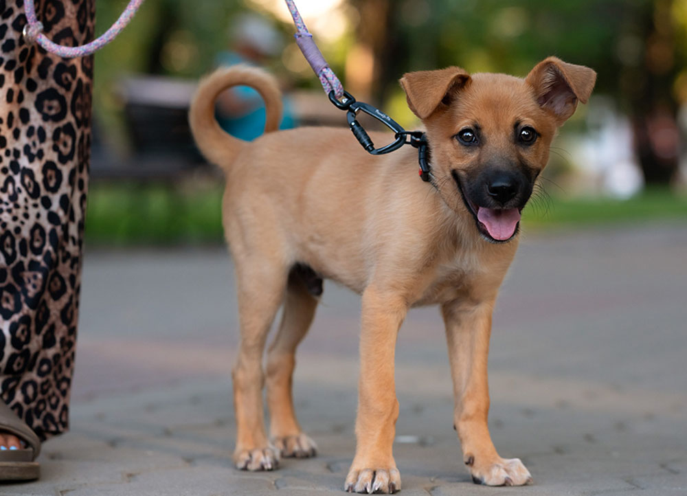 SCOOBY