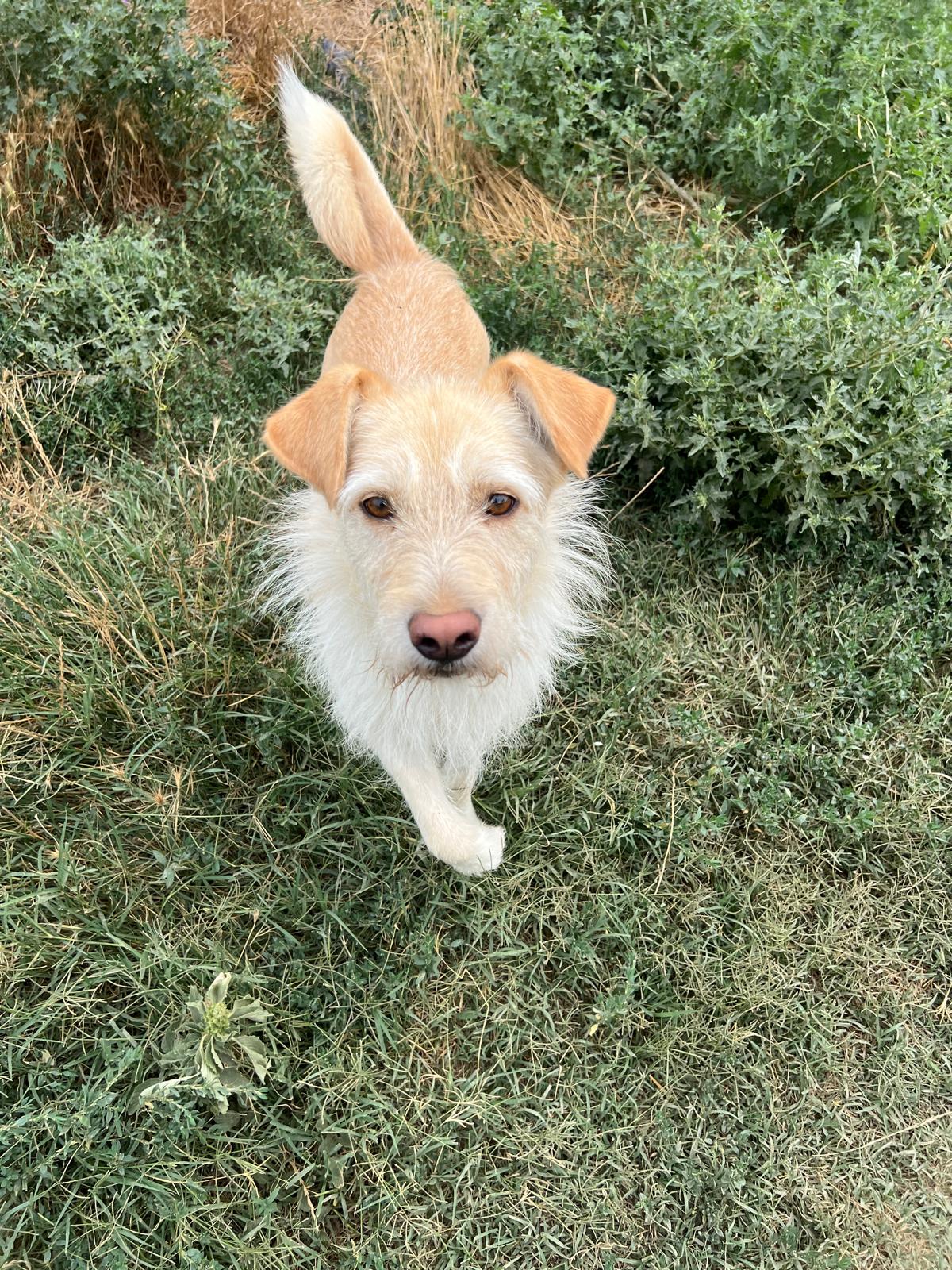 Benzi