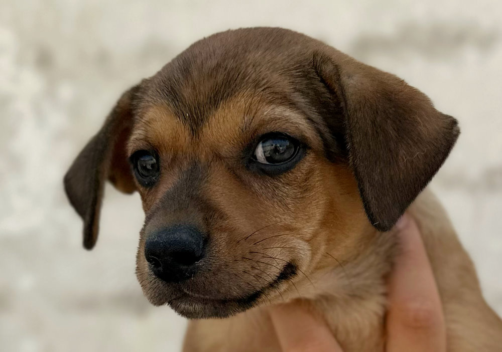Tito