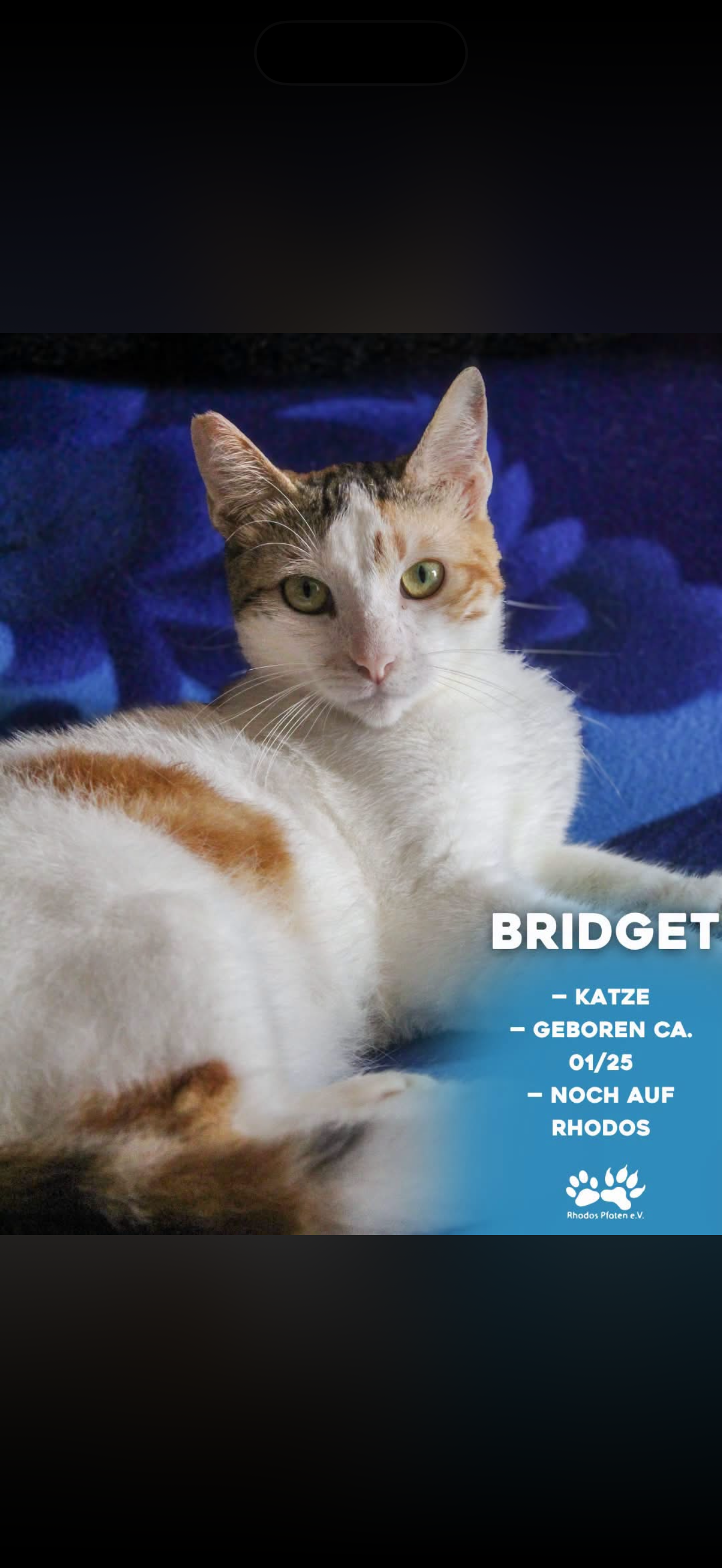 Bridget