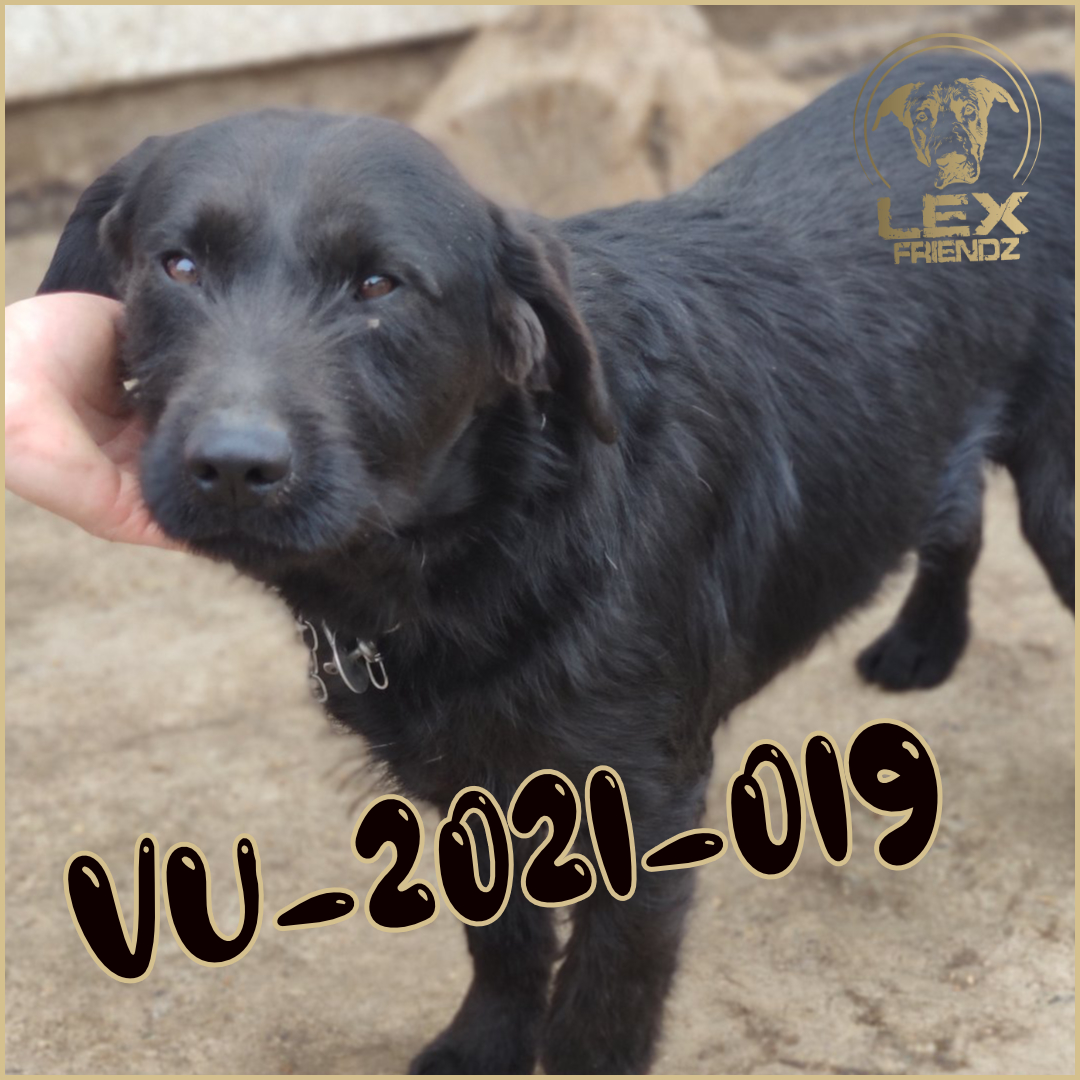 VU-2021-019