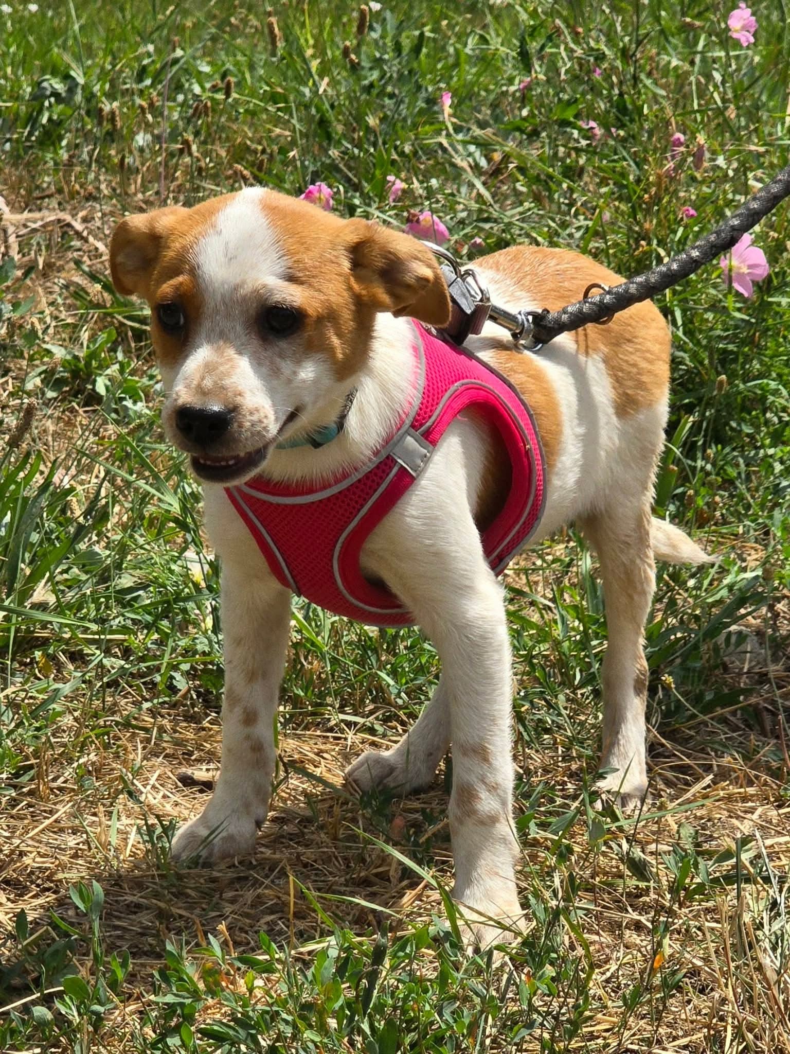 Bibi ❤️