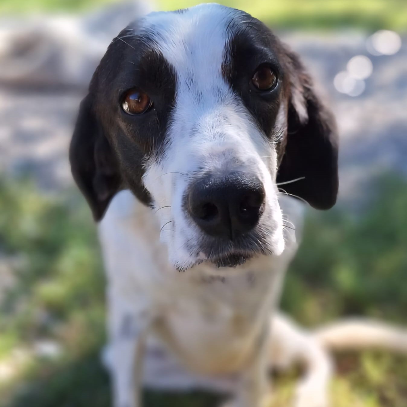 Iris