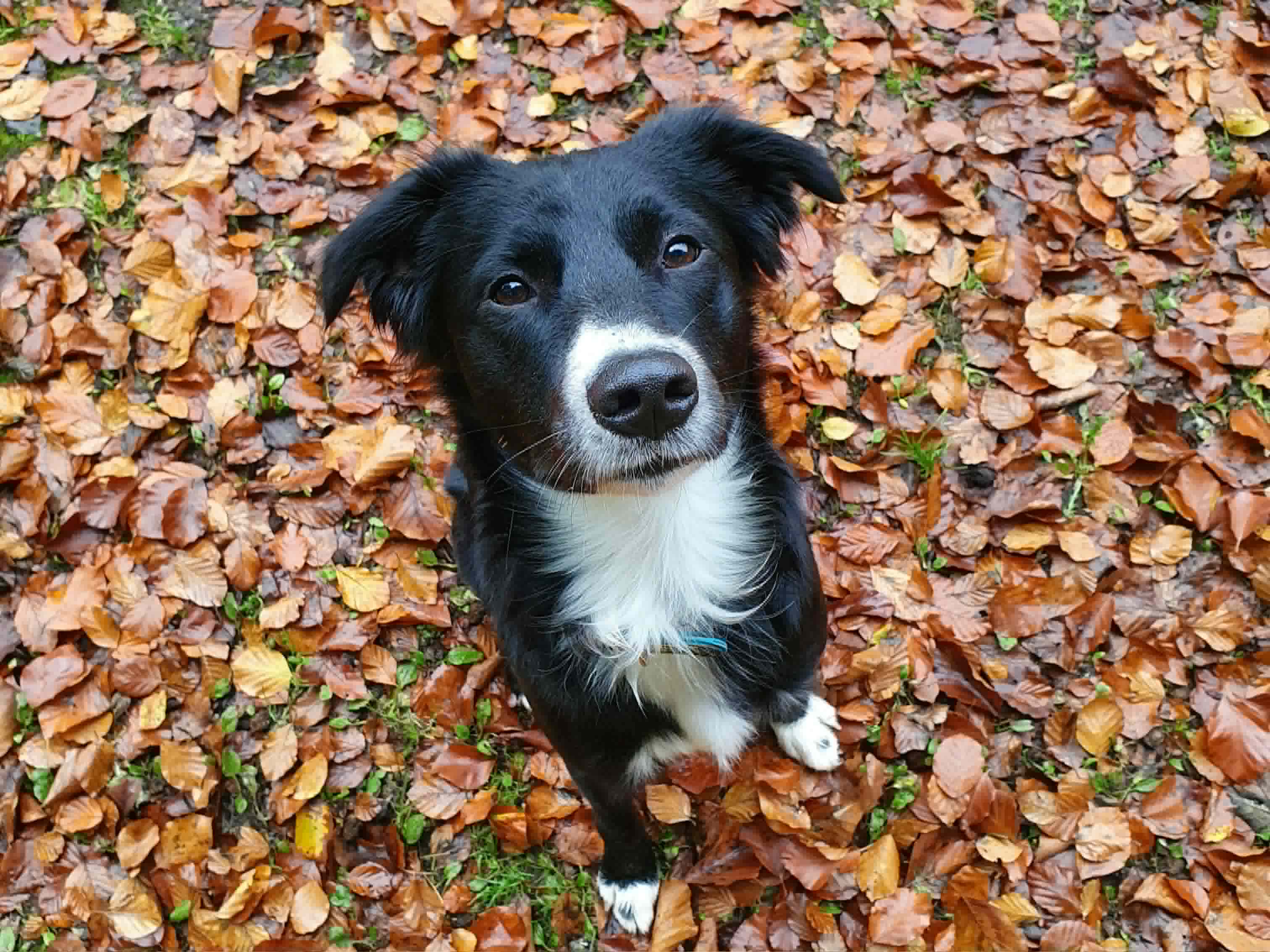 Margo