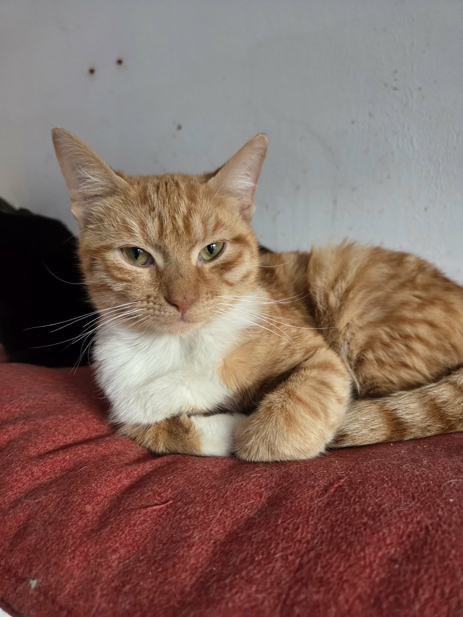 Pavarotti 🐈🐾