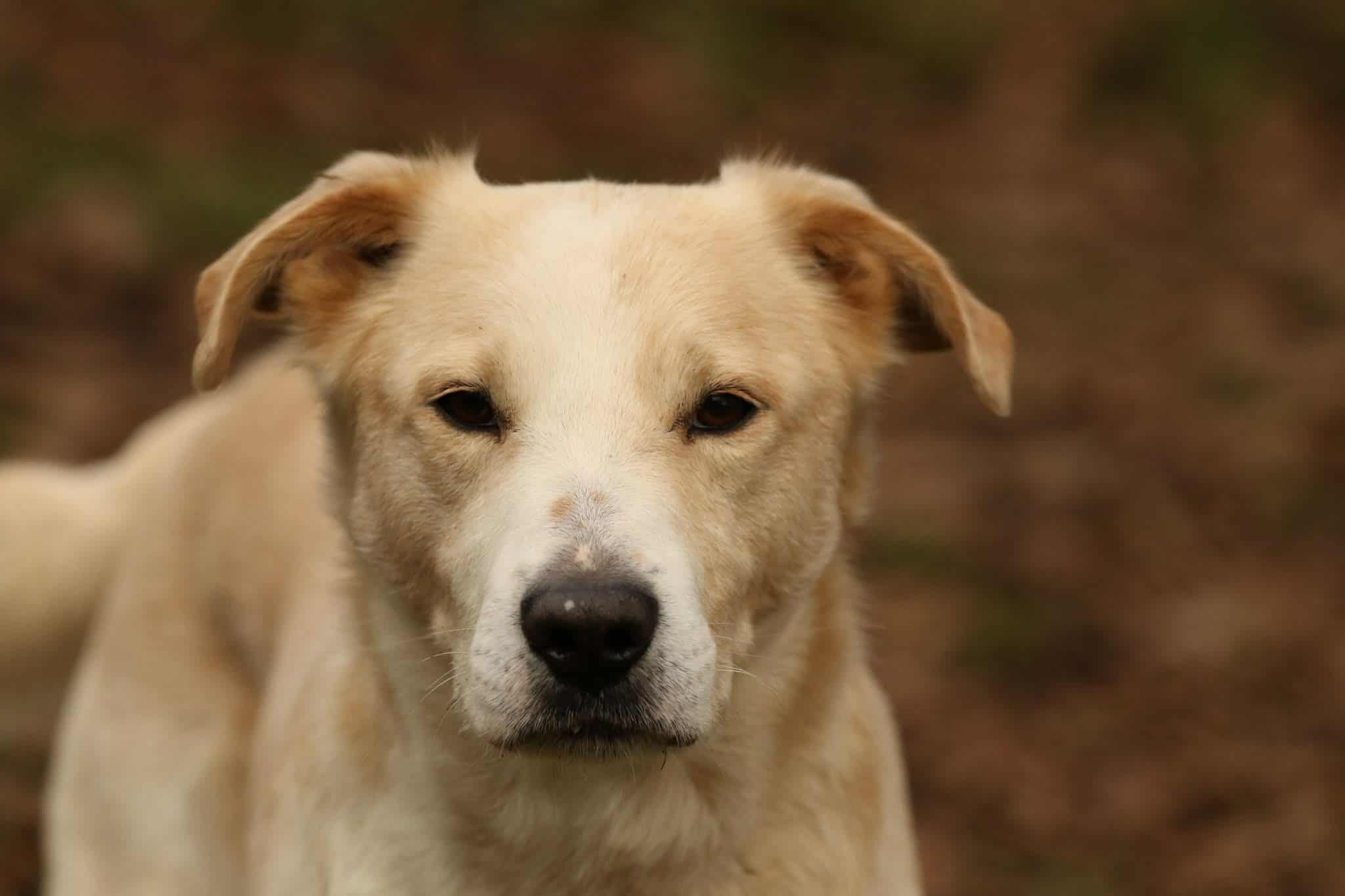 Tobi
