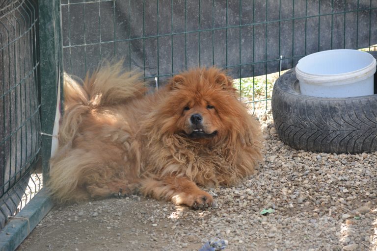 Chow Chow Kenzo