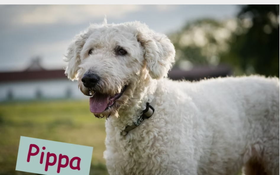 Pippa