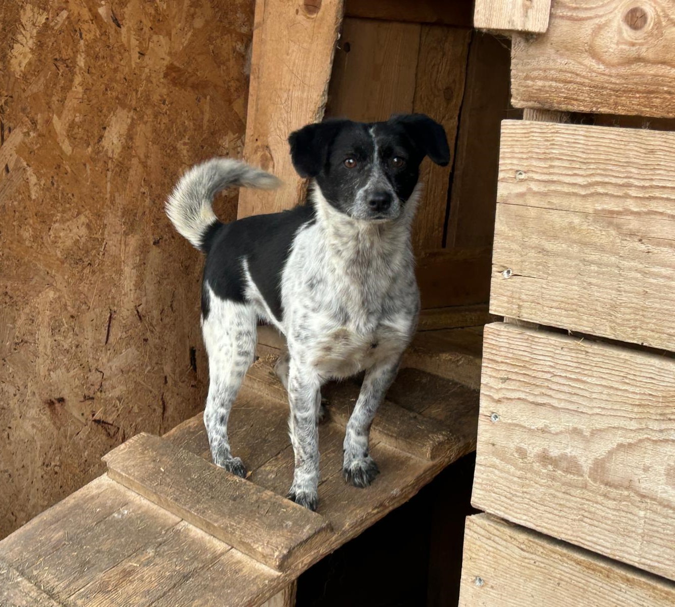 Matilda