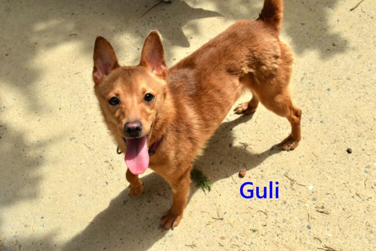 Guli