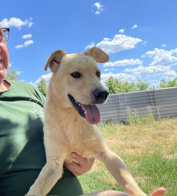 Fridolin