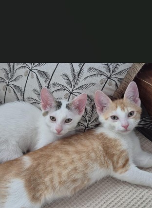 🐱Babykater Ron & Albus🐱