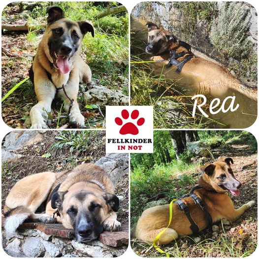 Rea