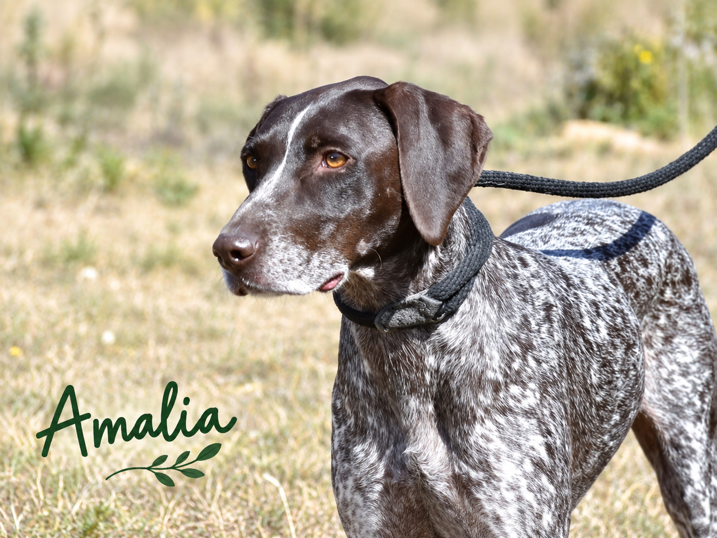 Amalia sucht einen Neustart